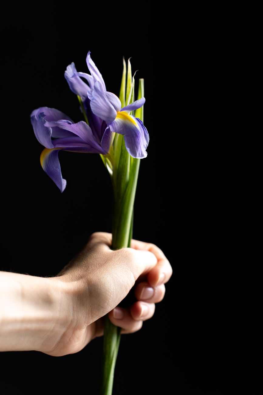 Floristka veže šopek z irisi v cvetličarni Iris
