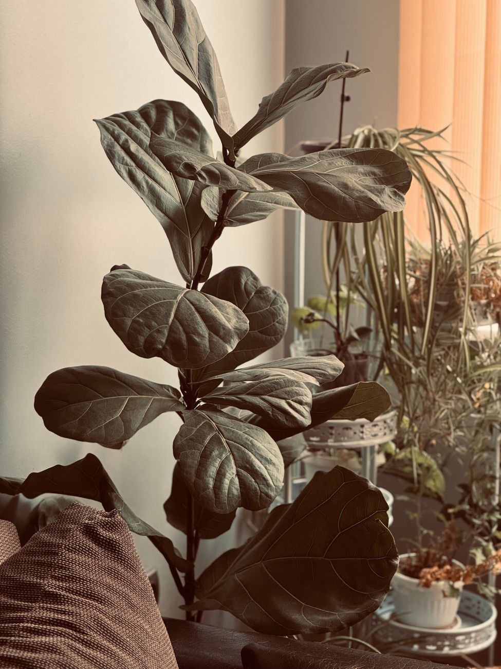 Ficus lyrata — fikus, višina 100 cm