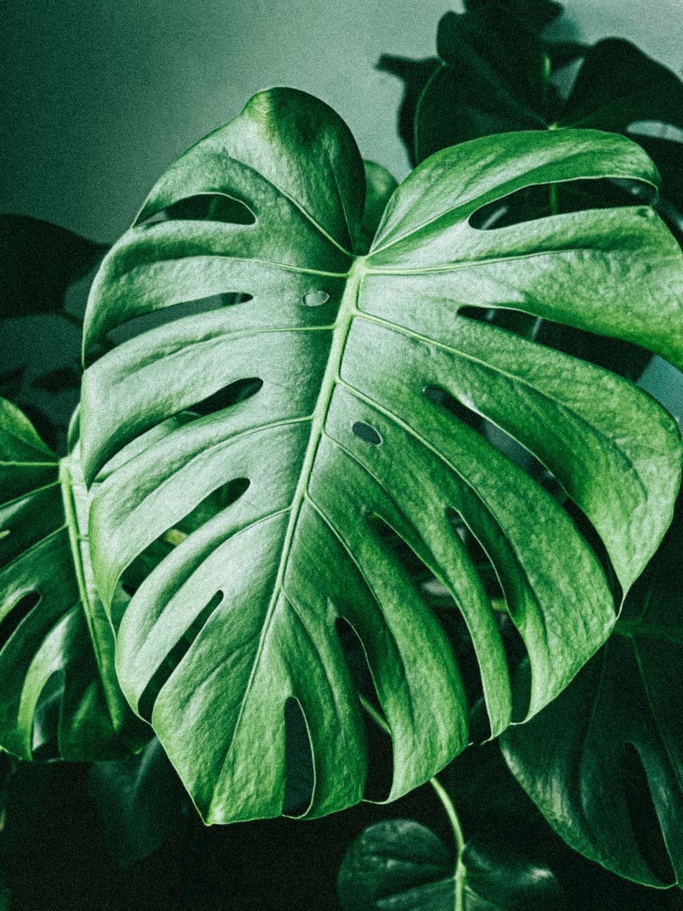 Monstera deliciosa — monstera, lonec Ø 21 cm
