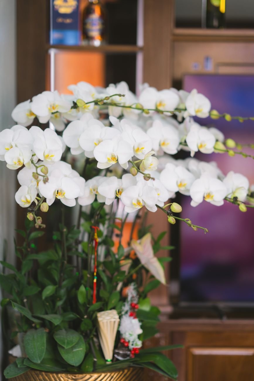 Orhideja Phalaenopsis — bela orhideja, 2 stebli