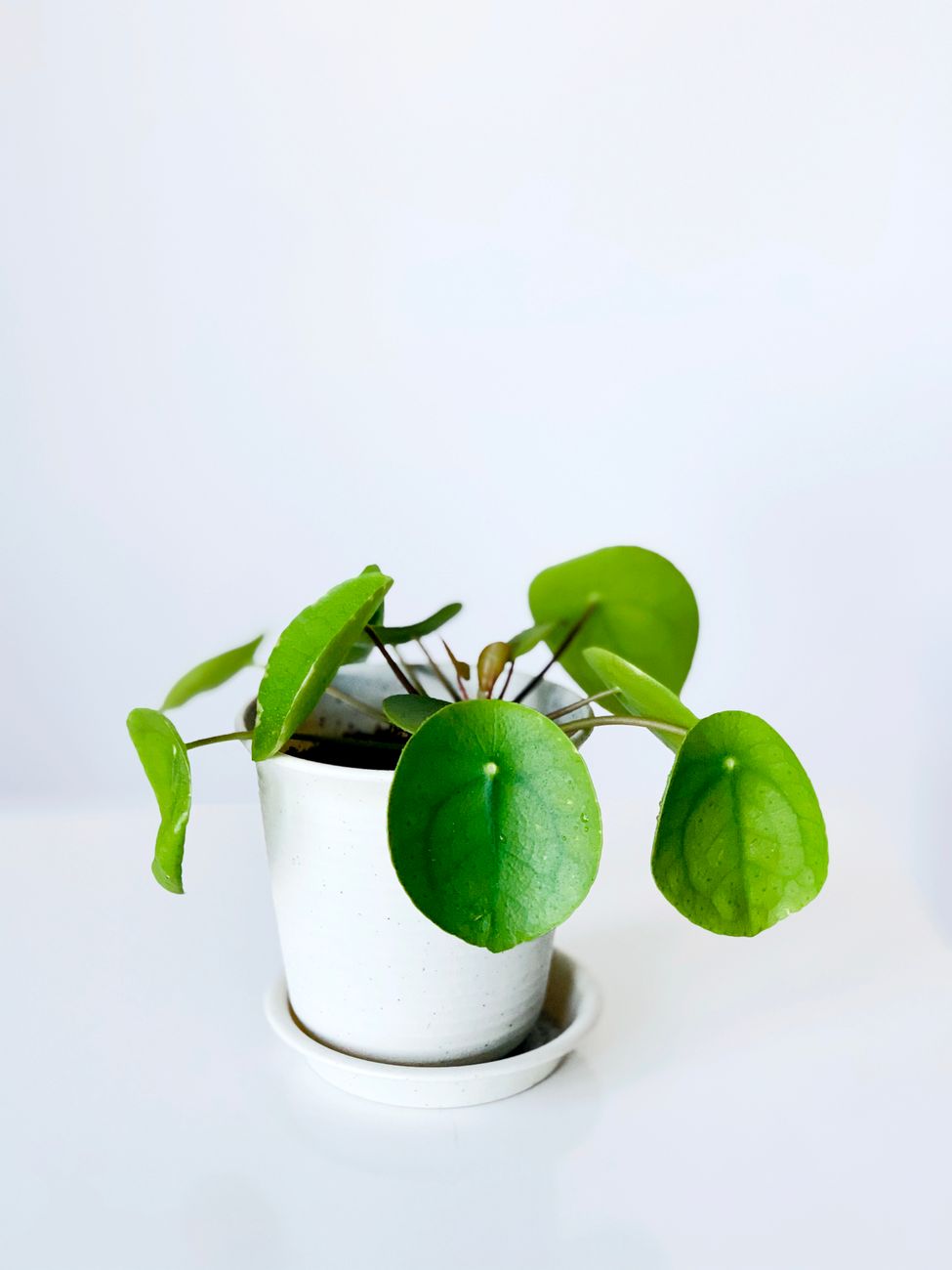 Pilea peperomioides — pileja, lonec Ø 12 cm