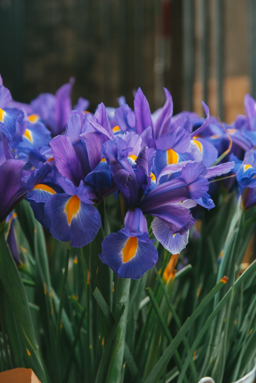 Šopek Iris — irisi, tulipani, evkaliptus