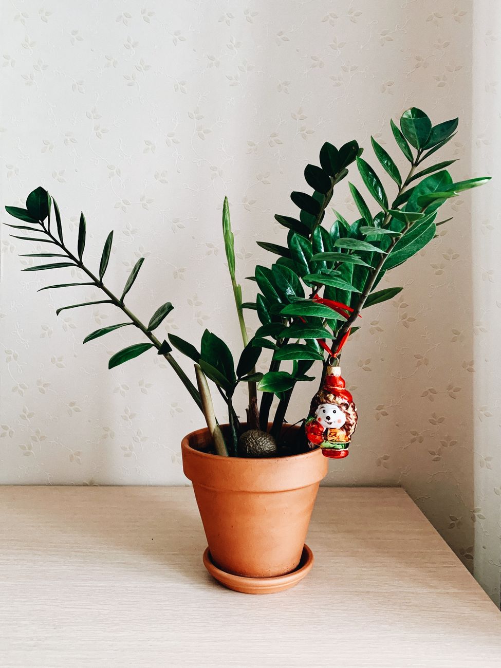 Zamioculcas — zamiokulkas, lonec Ø 17 cm